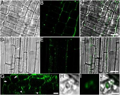 Response of Plant-Associated Microbiome to Plant Root Colonization by Exogenous Bacterial Endophyte in Perennial Crops